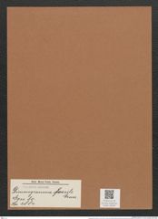 Dimerogramma fossile Grun. (de-Toni-Nr.: Genus 80, Species 2884) Zeichnungen Sammlung Grunow Mappe 03048 (Herbarium_W_Grunow_drawings_Folder_03048)